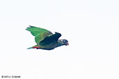 Red-billed Parrot, Sierra Nevada de Santa Marta, Magdalena, Colombia, April 2012 - click for larger image