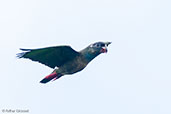 Red-billed Parrot, Sierra Nevada de Santa Marta, Magdalena, Colombia, April 2012 - click for larger image