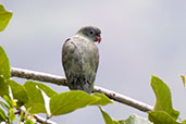 Red-billed Parrot, Guacamayos Ridge, Napo, Ecuador, November 2019 - click for larger image