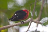 Male Crimson-hooded Manakin, Joanes, Ilha de Marajó, Pará, Brazil, November 2005 - click for larger image