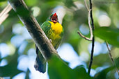 Male Golden-breasted Fruiteater, Sierra Nevada de Santa Marta, Magdalena, Colombia, April 2012 - click for larger image