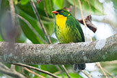 Male Golden-breasted Fruiteater, Sierra Nevada de Santa Marta, Magdalena, Colombia, April 2012 - click for larger image