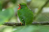 Fiery-throated Fruiteater, Wildsumaco Lodge, Napo, Ecuador, November 2019 - click on image for a larger view