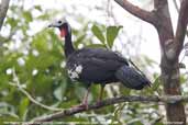 Red-throated Piping-guan, Cristalino, Mato Grosso, Brazil, December 2006 - click for larger image