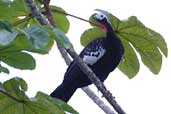 Red-throated Piping-guan, Thaimaçu, Pará, Brazil, April 2003 - click for larger image