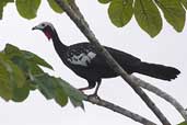 Red-throated Piping-guan, Thaimaçu, Pará, Brazil, April 2003 - click for larger image