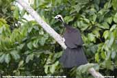 Blue-throated Piping-guan, Pantanal, Mato Grosso, Brazil, December 2006 - click for larger image