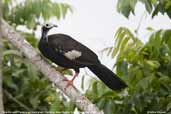 Blue-throated Piping-guan, Pantanal, Mato Grosso, Brazil, December 2006 - click for larger image