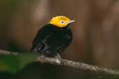 Male Golden-headed Manakin, São Gabriel da Cachoeira, Amazonas, Brazil, August 2004 - click for larger image