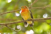 Immature Male Band-tailed Manakin, Serra de Baturité, Ceará, Brazil, October 2008 - click for larger image