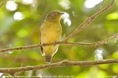 Female Band-tailed Manakin, Serra de Baturité, Ceará, Brazil, October 2008 - click for larger image