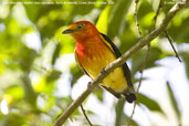 Male Band-tailed Manakin, Serra de Baturité, Ceará, Brazil, October 2008 - click for larger image