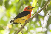 Male Band-tailed Manakin, Serra de Baturité, Ceará, Brazil, October 2008 - click for larger image