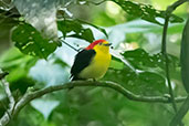 Wire-tailed Manakin, Sani Lodge, Sucumbios, Ecuador, November 2019 - click on image for a larger view