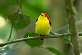 Wire-tailed Manakin, Sani Lodge, Sucumbios, Ecuador, November 2019 - click on image for a larger view