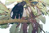 Black-fronted Piping-guan, Intervales, São Paulo, Brazil, April 2004 - click for larger image