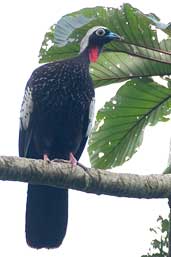 Black-fronted Piping-guan, Intervales, São Paulo, Brazil, April 2004 - click for larger image