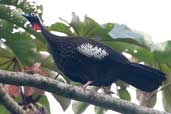 Black-fronted Piping-guan, Intervales, São Paulo, Brazil, April 2004 - click for larger image