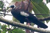 Black-fronted Piping-guan, Intervales, São Paulo, Brazil, April 2004 - click for larger image