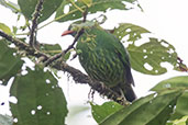 Orange-breasted Fruiteater, Amagusa Reserve, Pichincha, Ecuador, November 2019 - click on image for a larger view