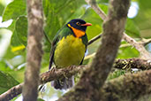 Orange-breasted Fruiteater, Amagusa Reserve, Pichincha, Ecuador, November 2019 - click on image for a larger view