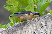 Fawn-breasted Tanager, Itatiaia, Sao Paulo, Brazil, October 2022 - click for larger image