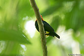 Red-capped Manakin, Pico Bonito, Honduras, March 2015 - click for larger image