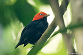 Red-capped Manakin, Pico Bonito, Honduras, March 2015 - click for larger image