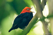 Red-capped Manakin, Pico Bonito, Honduras, March 2015 - click for larger image