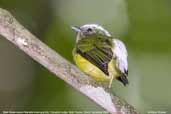 Male Snow-capped Manakin, Cristalino, Mato Grosso, Brazil, December 2006 - click for larger image