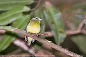 Male Snow-capped Manakin, Cristalino, Mato Grosso, Brazil, December 2006 - click for larger image