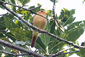 Black-capped Piprites, Campos do Jordao, Sao Paulo, Brazil, October 2022 - click on image for a larger view