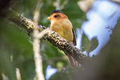 Black-capped Piprites, Campos do Jordao, Sao Paulo, Brazil, October 2022 - click on image for a larger view