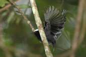 Male White-crowned Manakin, Thaimaçu, Pará, Brazil, April 2003 - click for larger image