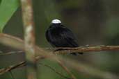 Male White-crowned Manakin, Thaima&ccedil;u, Par&aacute;, Brazil, April 2003 - click for larger image