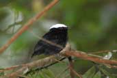 Male White-crowned Manakin, Thaimaçu, Pará, Brazil, April 2003 - click for larger image