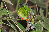 Male Green-and-black Fruiteater, Rio Blanco, Caldas, Colombia, April 2012 - click for larger image