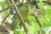 Male Green-and-black Fruiteater, Rio Blanco, Caldas, Colombia, April 2012 - click for larger image