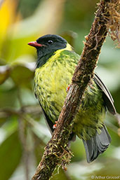 Male Green-and-black Fruiteater, Montezuma, Tatama, Risaralda, Colombia, April 2012 - click for larger image