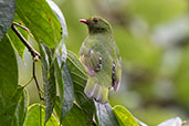 Green-and-black Fruiteater, Guacamayos Ridge, Napo, Ecuador, November 2019 - click for larger image