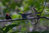 Male Red-headed Manakin, Borba, Amazonas, Brazil, August 2004 - click for larger image