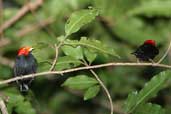 Male Red-headed Manakin, Vila Bela de Santíssima Trindade, Mato Grosso, Brazil, March 2003 - click for larger image