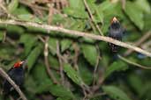 Male Red-headed Manakin, Vila Bela de Santíssima Trindade, Mato Grosso, Brazil, March 2003 - click for larger image