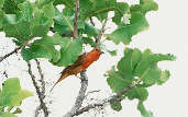 Male Lowland Hepatic Tanager, Roraima, Brazil, July 2001 - click for larger image