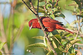 Male Highland Hepatic Tanager, Otun-Quimbaya, Risaralda, Colombia, April 2012 - click for larger image