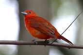 Male Lowland Hepatic Tanager, Lençois, Bahia, Brazil, July 2002 - click for larger image