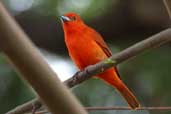 Male Lowland Hepatic Tanager, Lençois, Bahia, Brazil, July 2002 - click for larger image