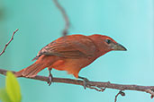 Hepatic Tanager, Bosque de Yanahuanca, Cajamarca, Peru, October 2018 - click for larger image