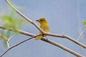 Hepatic Tanager, Abra Calla Calla, Cajamarca, Peru, October 2018 - click for larger image