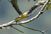 Female White-winged Tanager, Montezuma, Tatamá, Risaralda, Colombia, April 2012 - click for larger image